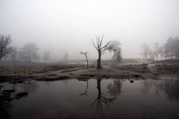 Misty moor Misty morning in the heath area cold Brunssummerheide rustige scène stock pictures, royalty-free photos & images