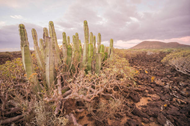 istock Cactus Desert Sunset in Tenerife Canary Island 1132533743