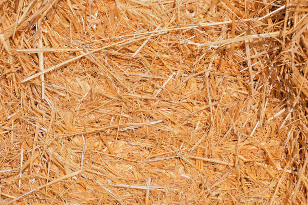 istock Background The natural texture of dry straw 1132533802