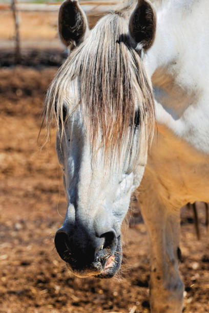 istock Horse on a farm 1132533813