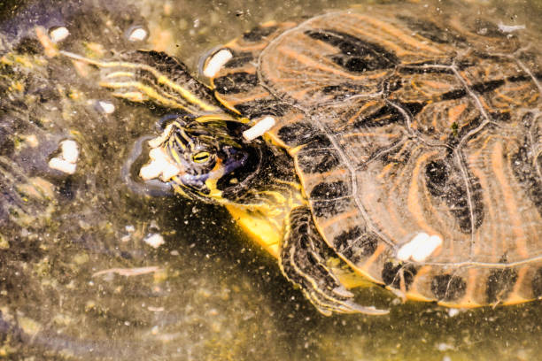 Common turtle Slider Trachemys scripta Photo picture Common turtle Slider Trachemys scripta animal reptile amphibian coahuilan red eared turtle stock pictures, royalty-free photos & images