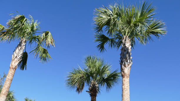 sah palmettos - palmetto stock-fotos und bilder