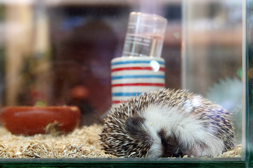 Small hedgehog is sleeping in a glass terrarium.