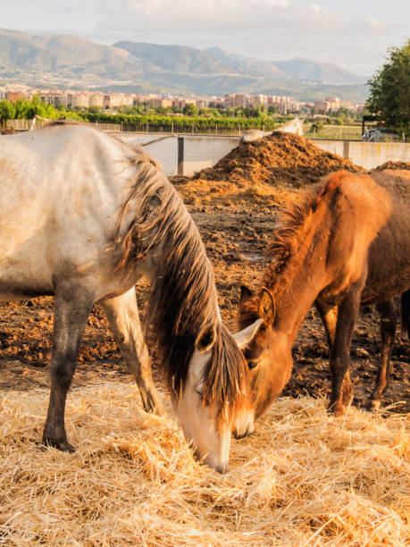 istock Horse on a farm 1132535449