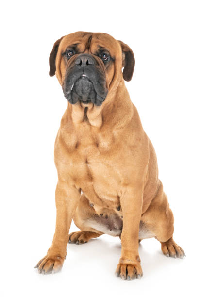 istock purebred bullmastif 1132535838