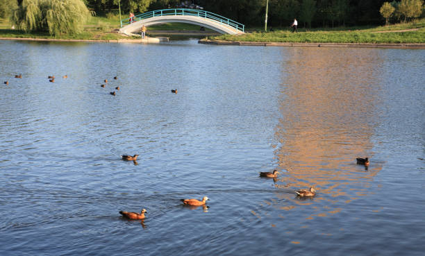 istock summer in city park 1132536169