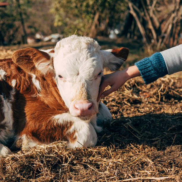 istock Girl cuddling calf 1132536419
