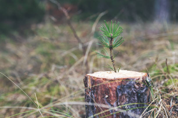 nuova forza di vita e concetto di sviluppo - germoglio di pino giovane che cresce dal ceppo degli alberi - silviculture foto e immagini stock