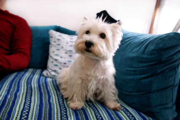 tiro de foto do cão em casa. retrato do animal de estimação do cão do terrier branco das montanhas ocidentais que encontra e que senta-se na cama e no sofá cobertor azul na casa. colin westie terrier muito bom cão olhando posando na frente da câmera - westy - fotografias e filmes do acervo