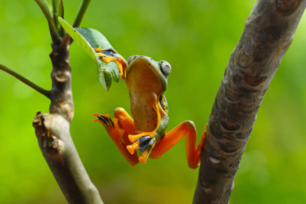 istock Tree Frog, Flying Frog Hanging On The Leaves And Branches 1132537396