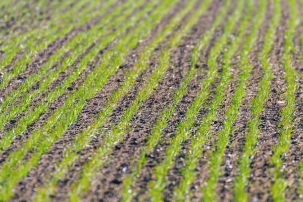 istock Green fields with young wheat sprouts at sunrise green wheat, spring agricultural sunrise 1132538049