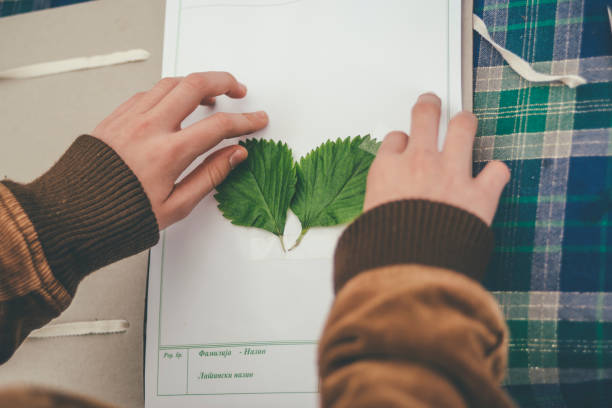 dziewczyna wkłada liście do zielnika - herbarium zdjęcia i obrazy z banku zdjęć