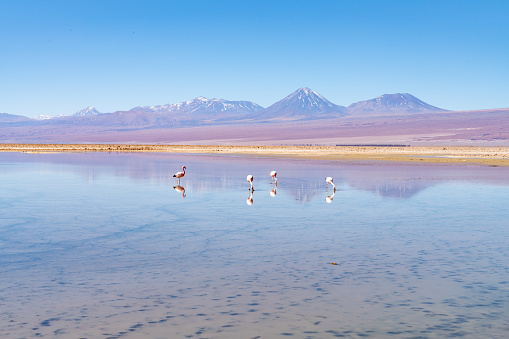 San Pedro de Atacama, Antofagasta Region, Chile