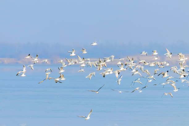 istock Flying Seagulls, flock of seagulls in flight 1132538886