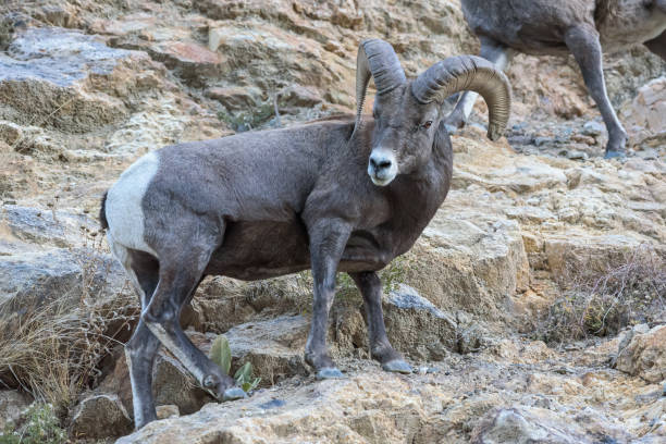 istock Wild Colorado Rocky Mountain Bighorn Sheep 1132539058