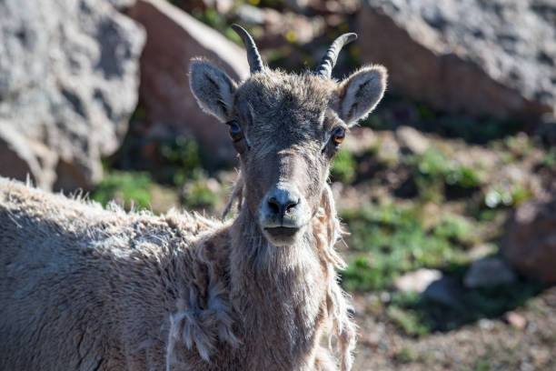 istock Wild Colorado Rocky Mountain Bighorn Sheep 1132539143