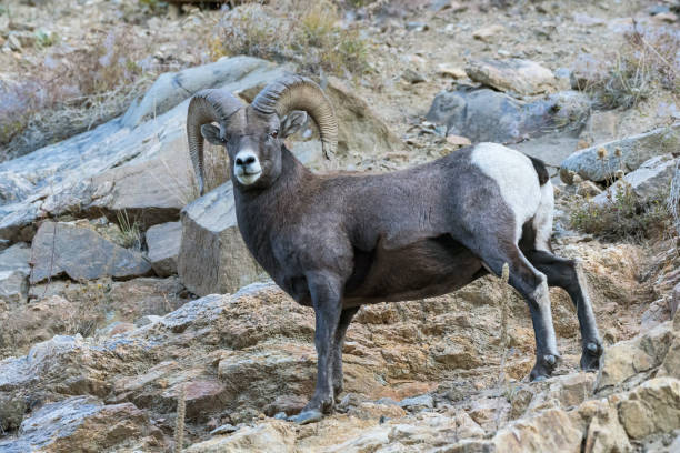 istock Wild Colorado Rocky Mountain Bighorn Sheep 1132539349