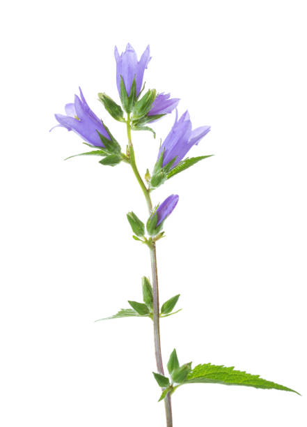 istock Bellflower isolated on white background. 1132539369