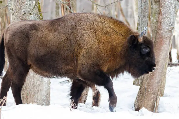 Bison in the reserve "Kaluga Zaseki"
