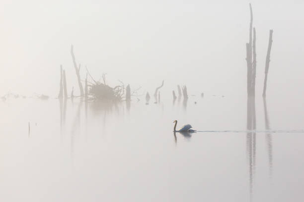 istock Mute swan in the lake 1132540578