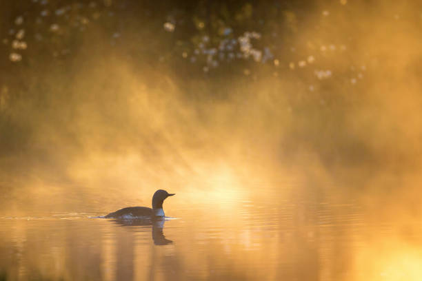 istock Red-throated diver in the dawn light 1132540587