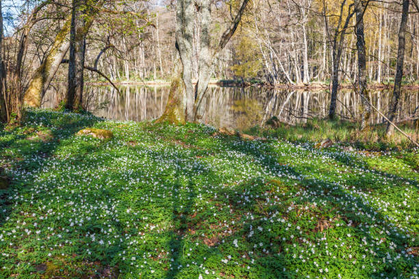 湖によって牧草地にイソギンチャク木材 - sweden wildflower wood anemone flower ストックフォトと画像