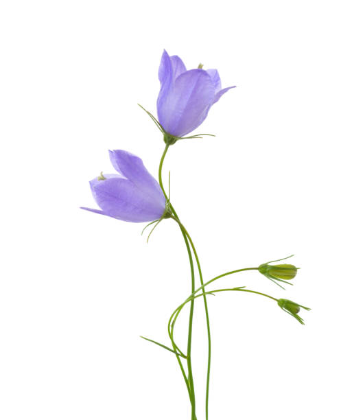 istock Two bellflowers isolated on white background. 1132540689