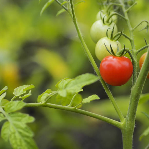 istock Tomato Plant in Garden 1132541001