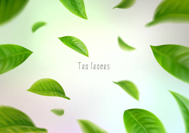 illustrazioni stock, clip art, cartoni animati e icone di tendenza di foglie di tè isolate realistiche 3d che girano in un vortice - tea