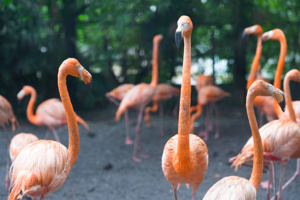 istock American Flamingo in nature. 1132541862