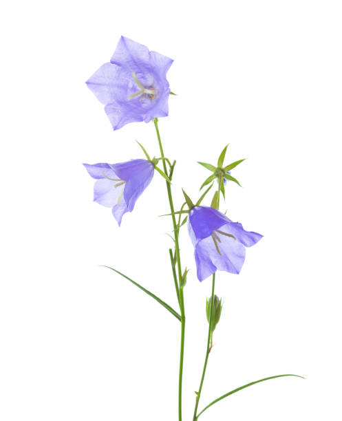 istock Bellflowers isolated on white background. 1132541878