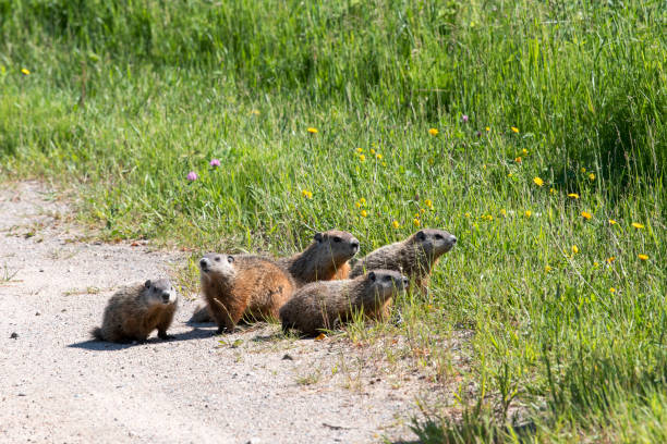 Groundhogs stock photo