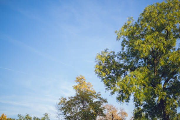 Lush green foliage on tree branches and blue sky behind