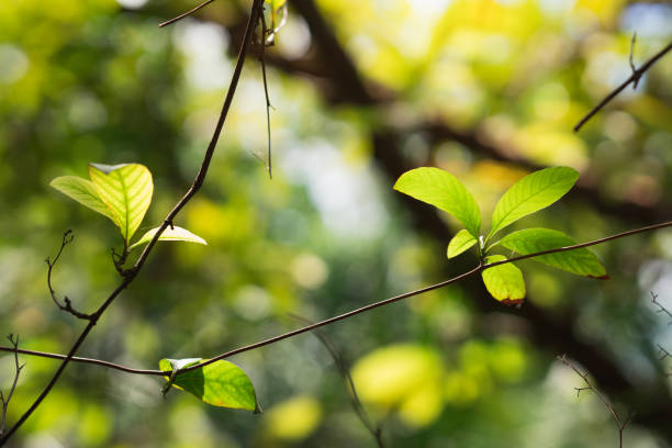 istock Closeup nature view of green leaf 1132544138