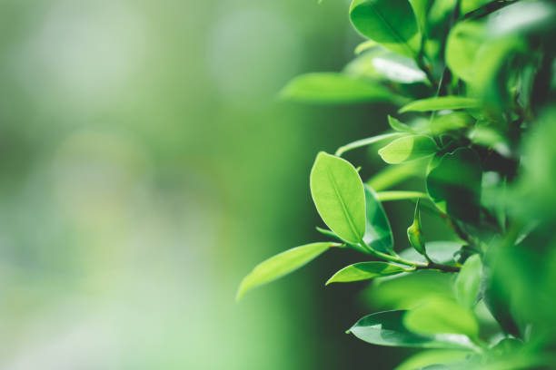 istock Closeup nature view of dark green leaf 1132544202