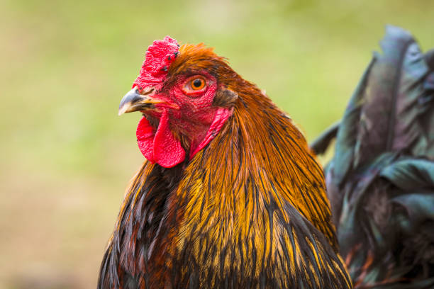 istock Close-up of a rooster in the spring 1132544233