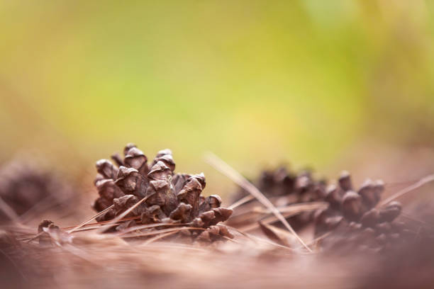 istock Pine cones with brown pine needles fallen on the ground in the forest in summer, blurred green background. Selective focus. 1132544862