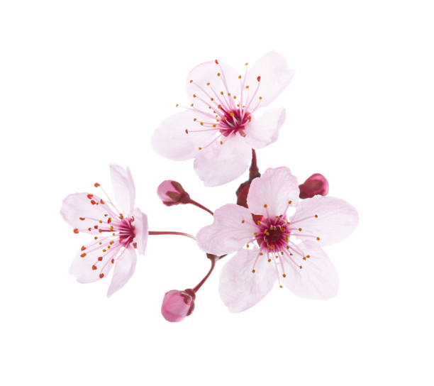 flores rosas floreciente y cogollos de ciruela aislados sobre fondo blanco. vista de cerca. - flor de cerezo fotografías e imágenes de stock