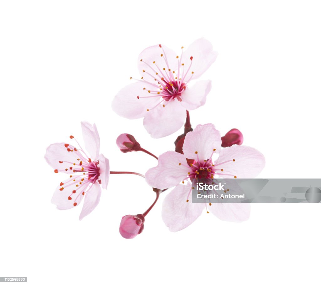 Blossoming pink flowers and buds of Plum isolated on white background. Close-up view. Cherry Blossom Stock Photo