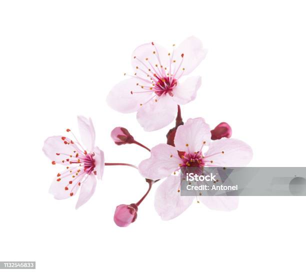 Blossoming Pink Flowers And Buds Of Plum Isolated On White Background Closeup View Stock Photo - Download Image Now
