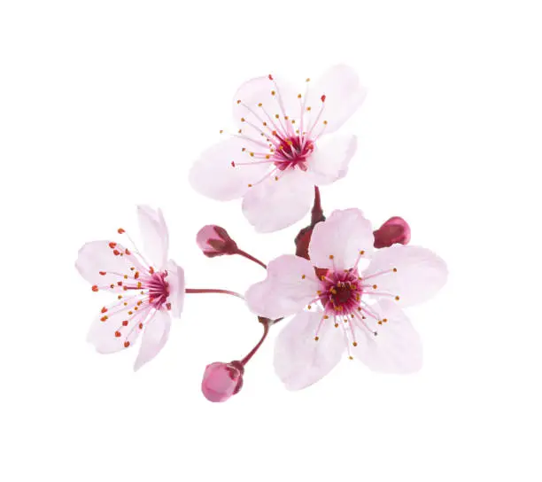 Photo of Blossoming pink flowers and buds of Plum isolated on white background. Close-up view.