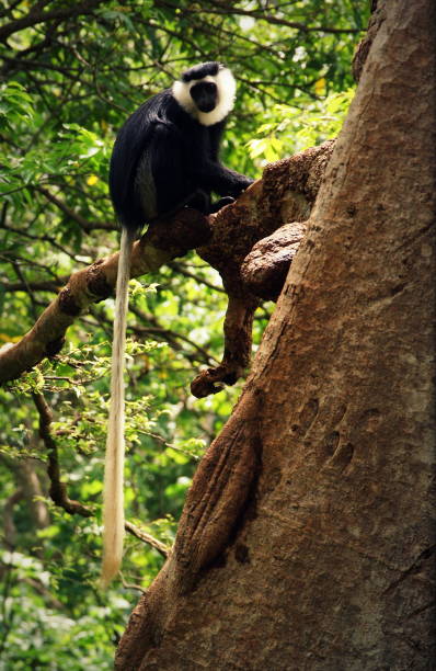 istock Columbus Monkey sitting on a tree branch, Ghana 2018 1132546373