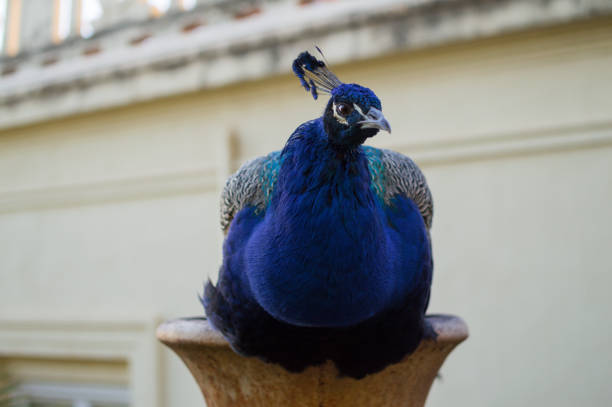Peacock standing natural background in Wat Thep Phithak Punnaram, Pak Chong District, Nakhon Ratchasima, Thailand