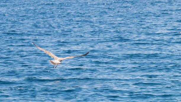 istock Young gull in flight over the sea Close up 1132549559