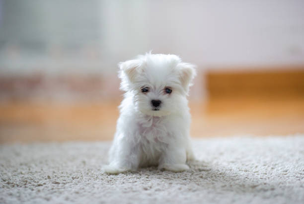 istock White cute maltese puppy, 2 months old looking at us 1132551174