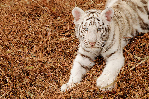 istock Profile of a Beautiful White Bengal Tiger Cub 113255225