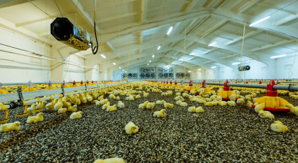 young yellow chickens on a poultry farm - chicken house imagens e fotografias de stock