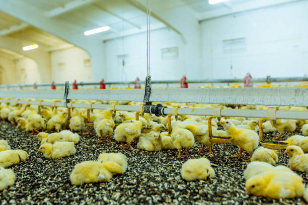 istock Indoors chicken farm, chicken feeding 1132552400