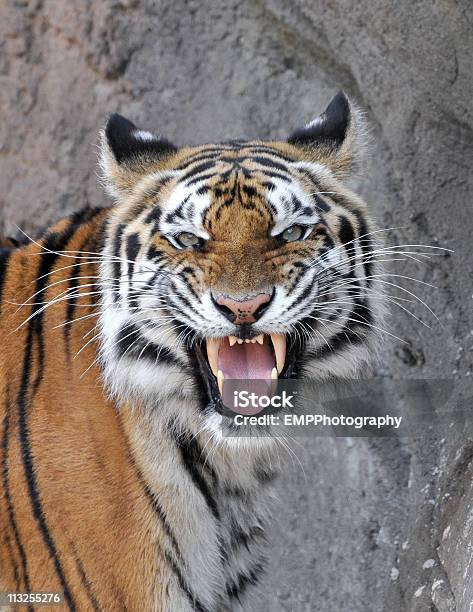 Photo libre de droit de Tigre Du Bengale Montrant Ses Dents banque d'images et plus d'images libres de droit de Tigre - Tigre, Tête d'un animal, Plan rapproché