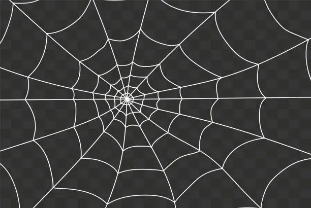 Vector illustration of Cobweb isolated on white